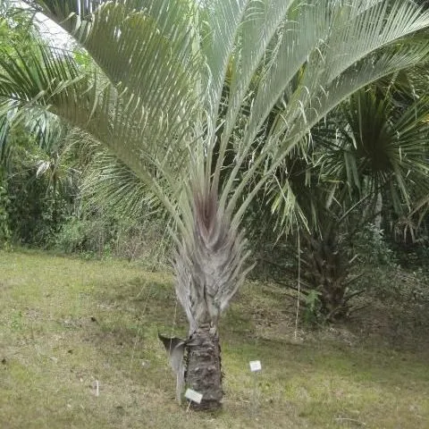 thumbnail for publication: Dypsis decaryi, Triangle Palm